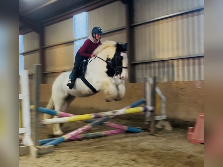 Cob Caballo castrado 11 años 163 cm Atigrado/Moteado in Sligo