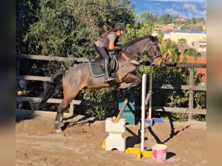 Cob Mestizo Caballo castrado 11 años Ruano alazán in Corfu