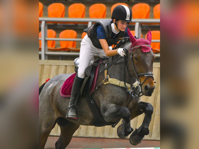 Cob Mestizo Caballo castrado 11 años Ruano alazán in Corfu