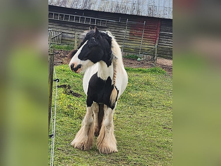 Cob Caballo castrado 12 años 128 cm in Lützkampen