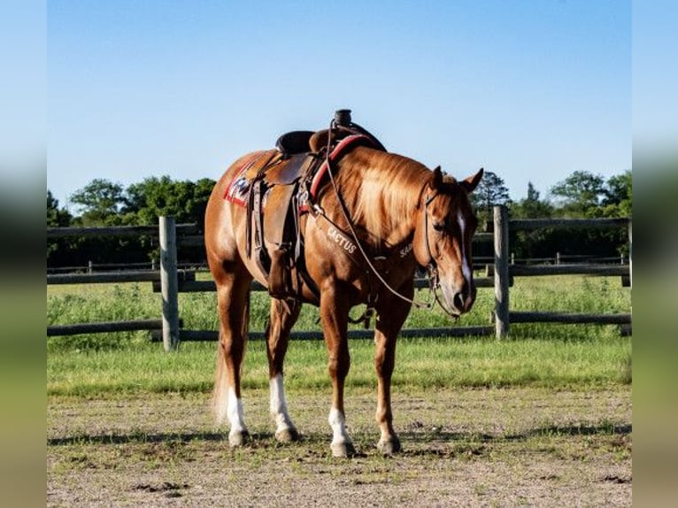 Cob Caballo castrado 12 años Castaño in Dallas