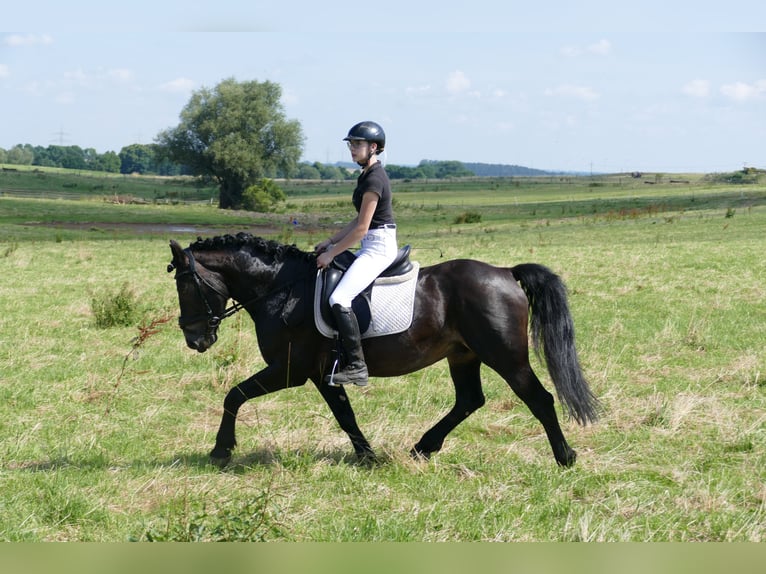 Cob Caballo castrado 13 años 150 cm Morcillo in Ganschow