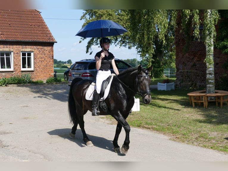 Cob Caballo castrado 13 años 150 cm Morcillo in Ganschow