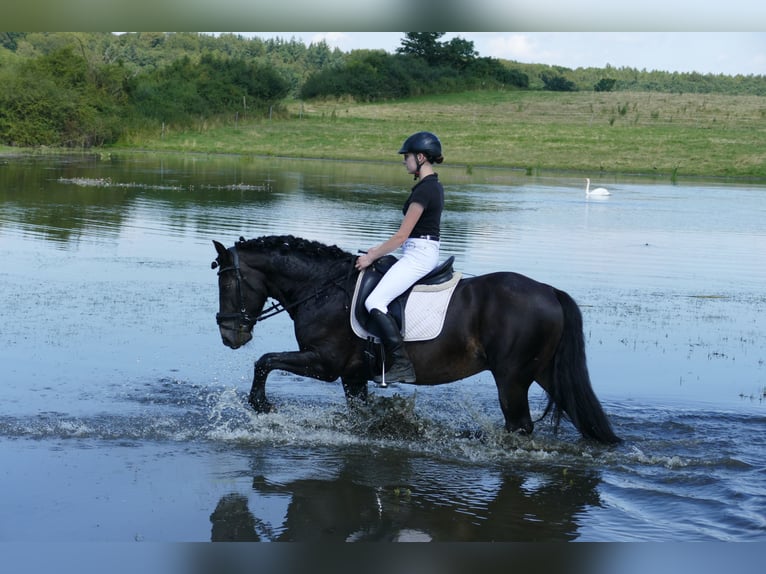 Cob Caballo castrado 13 años 150 cm Morcillo in Ganschow