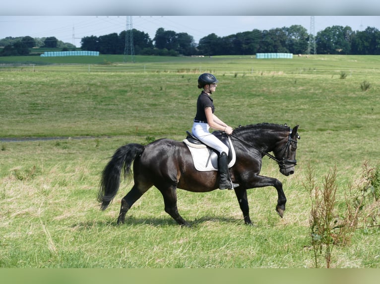 Cob Caballo castrado 13 años 150 cm Morcillo in Ganschow