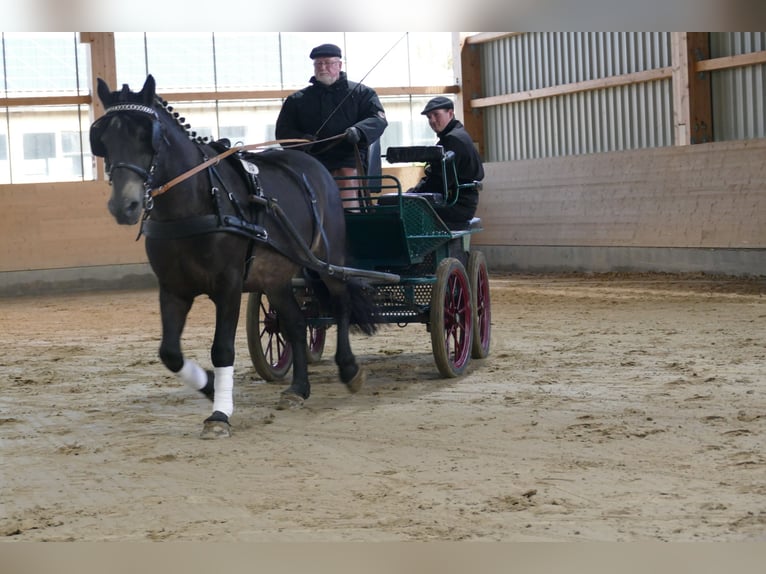 Cob Caballo castrado 13 años 150 cm Morcillo in Ganschow