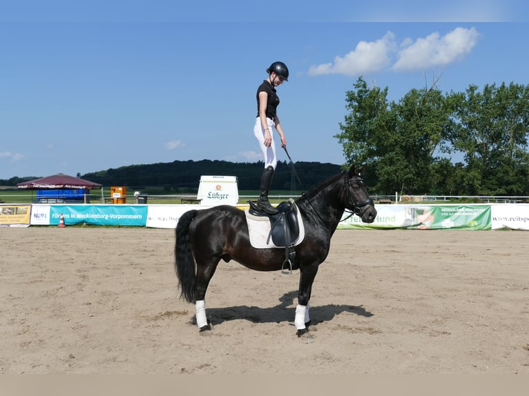 Cob Caballo castrado 13 años 150 cm Morcillo in Ganschow