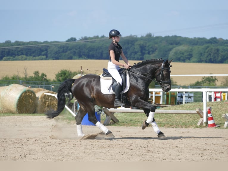 Cob Caballo castrado 13 años 150 cm Morcillo in Ganschow