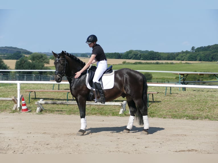 Cob Caballo castrado 13 años 150 cm Morcillo in Ganschow