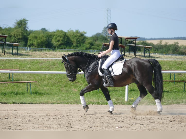 Cob Caballo castrado 13 años 150 cm Morcillo in Ganschow