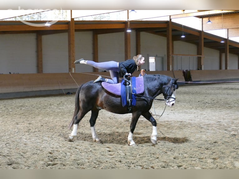 Cob Caballo castrado 14 años 155 cm Negro in Ganschow