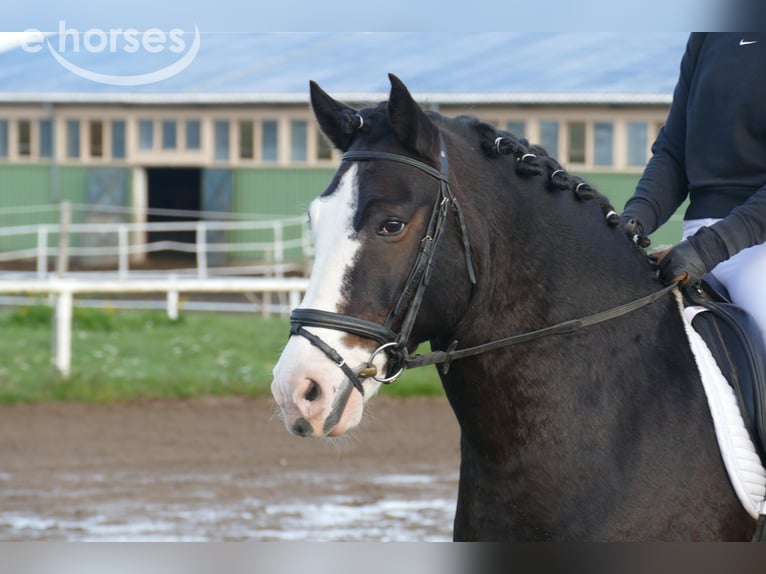 Cob Caballo castrado 14 años 155 cm Negro in Ganschow