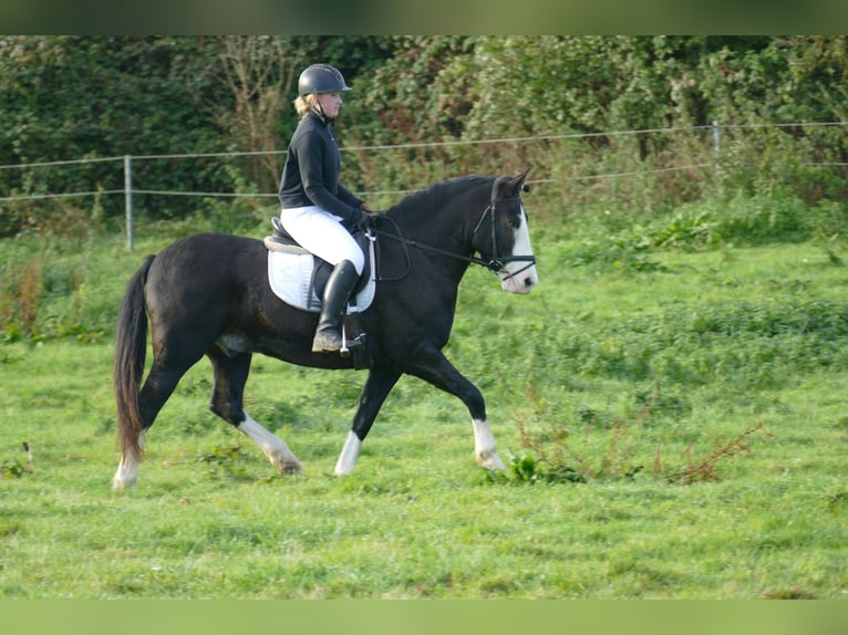Cob Caballo castrado 14 años Negro in Ganschow