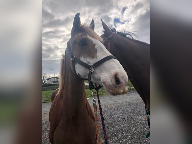 Cob Caballo castrado 15 años 163 cm Alazán in Sligo