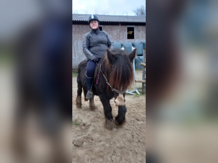 Cob Caballo castrado 19 años 145 cm Castaño in Le rivaud aulnay