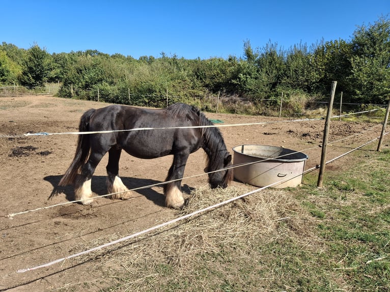 Cob Caballo castrado 19 años 145 cm Castaño in Nuaillé-sur-Boutonne