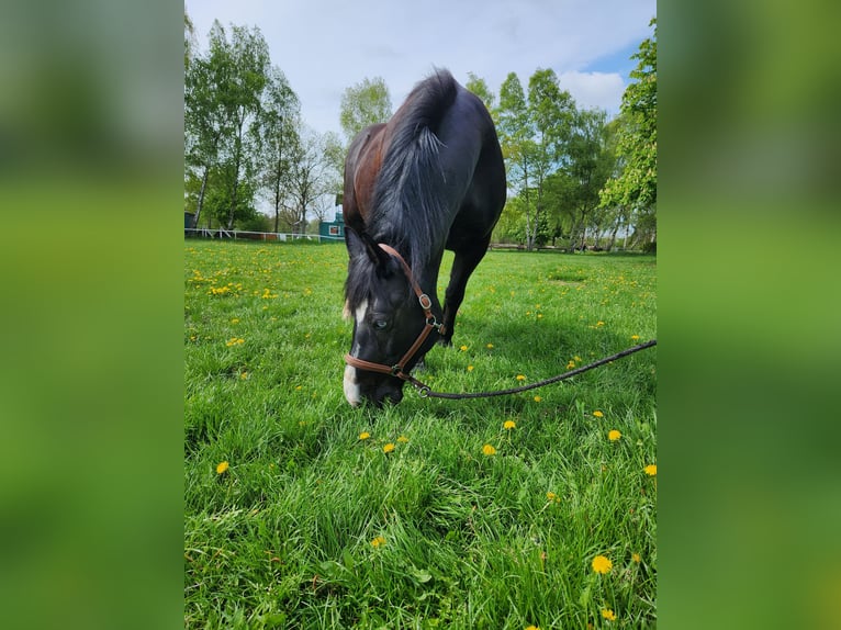 Cob Mestizo Caballo castrado 19 años 155 cm Negro in Hamburg