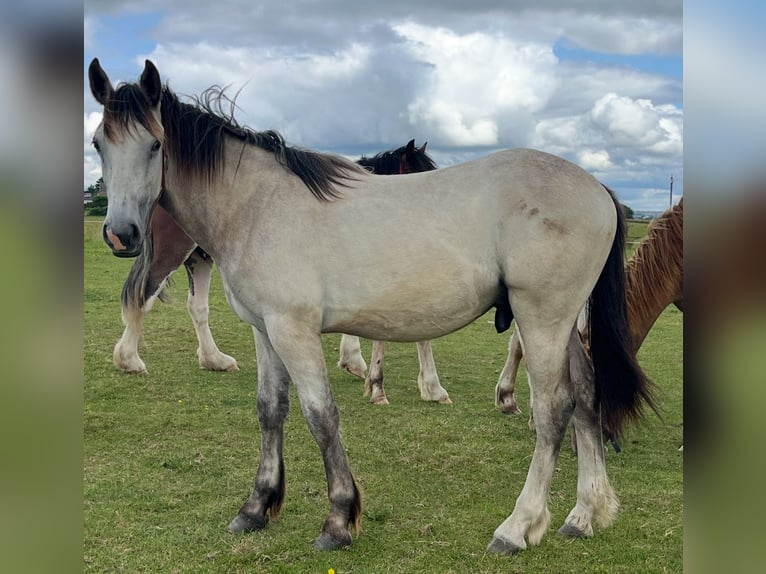 Cob Mestizo Caballo castrado 1 año 168 cm Bayo in LEEDS