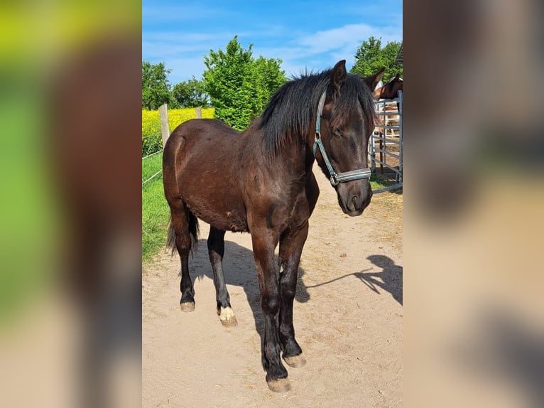 Cob Mestizo Caballo castrado 2 años 150 cm Castaño oscuro in Gerbstedt