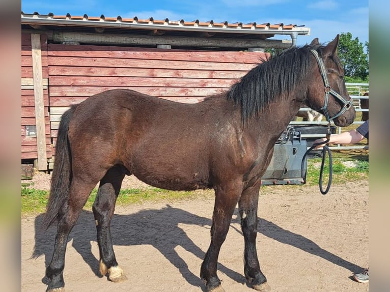 Cob Mestizo Caballo castrado 2 años 150 cm Castaño oscuro in Gerbstedt