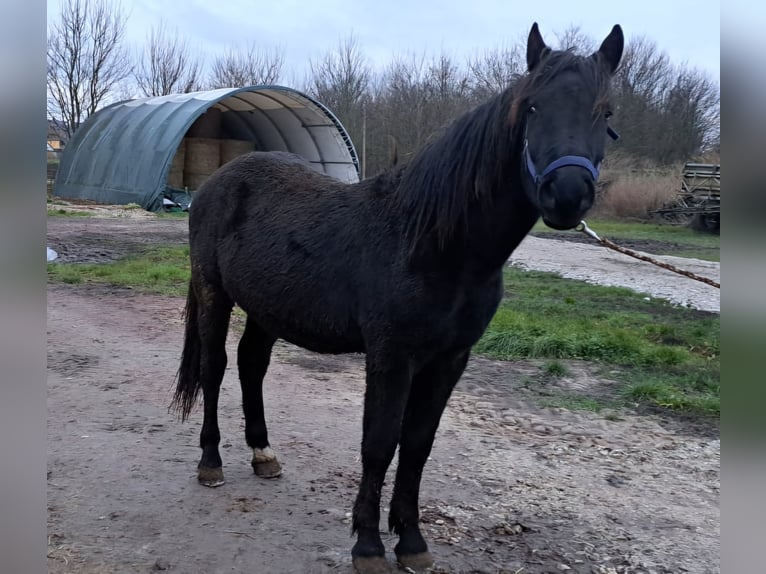 Cob Mestizo Caballo castrado 2 años 150 cm Castaño oscuro in Gerbstedt