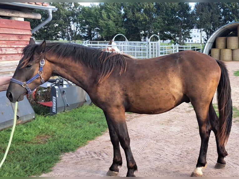 Cob Mestizo Caballo castrado 2 años 150 cm Castaño oscuro in Gerbstedt