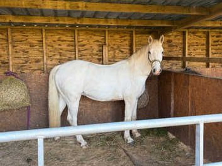 Cob Mestizo Caballo castrado 3 años 142 cm Tordo in Lisbon
