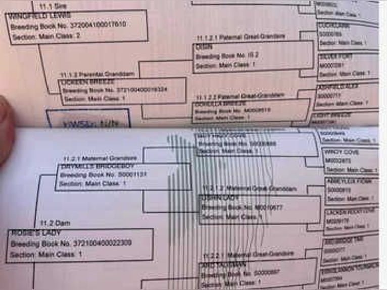 Cob Mestizo Caballo castrado 3 años 142 cm Tordo in Lisbon