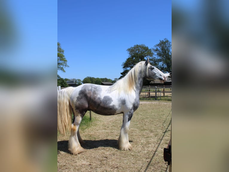 Cob Caballo castrado 3 años 158 cm Tordo in Enter