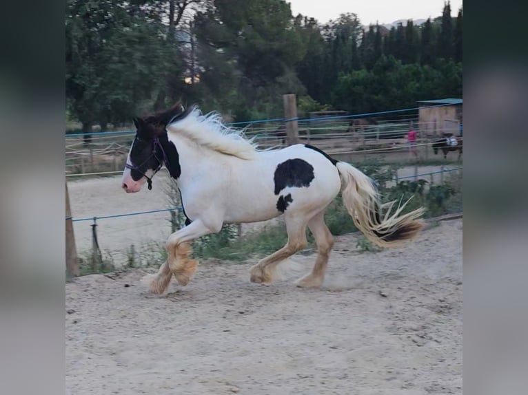 Cob Caballo castrado 3 años Pío in Castellbisbal