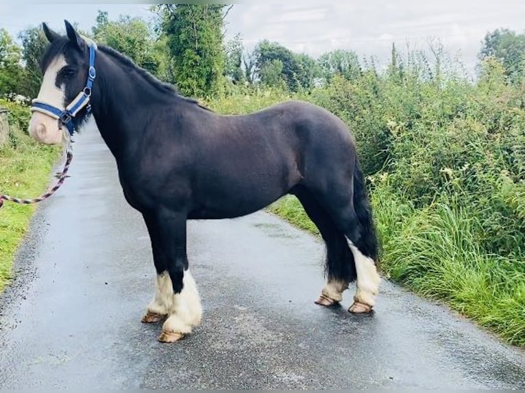 Cob Caballo castrado 4 años 128 cm Negro in Sligo