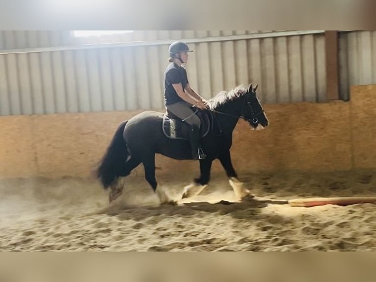 Cob Caballo castrado 4 años 128 cm Negro in Sligo