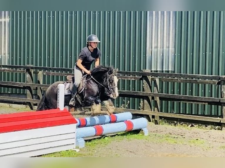 Cob Caballo castrado 4 años 128 cm Negro in Sligo