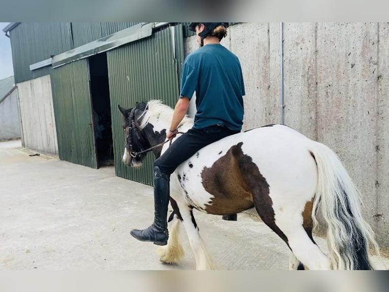 Cob Caballo castrado 4 años 130 cm Atigrado/Moteado in Sligo