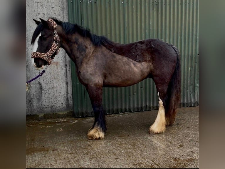 Cob Caballo castrado 4 años 136 cm Negro in Sligo