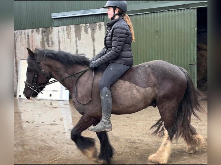 Cob Caballo castrado 4 años 136 cm Negro in Sligo