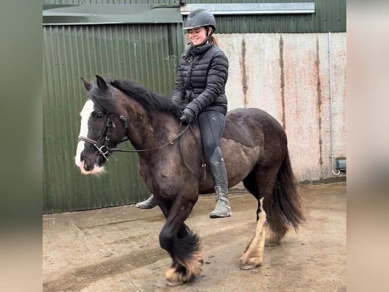 Cob Caballo castrado 4 años 136 cm Negro in Sligo