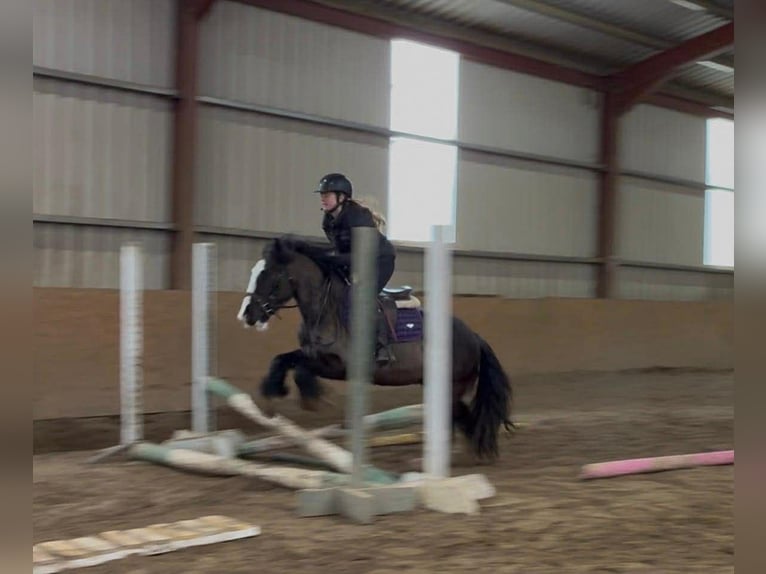 Cob Caballo castrado 4 años 136 cm Negro in Sligo