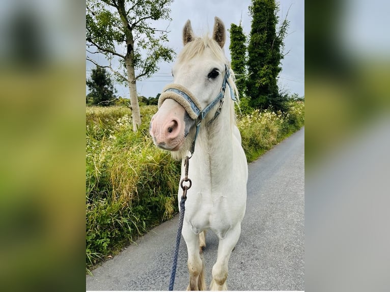 Cob Caballo castrado 4 años 136 cm Tordo in Sligo