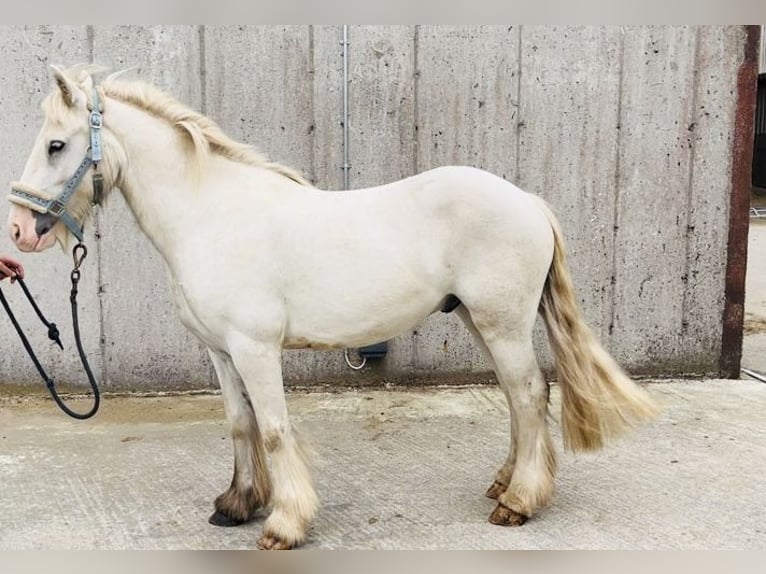 Cob Caballo castrado 4 años 136 cm Tordo in Sligo