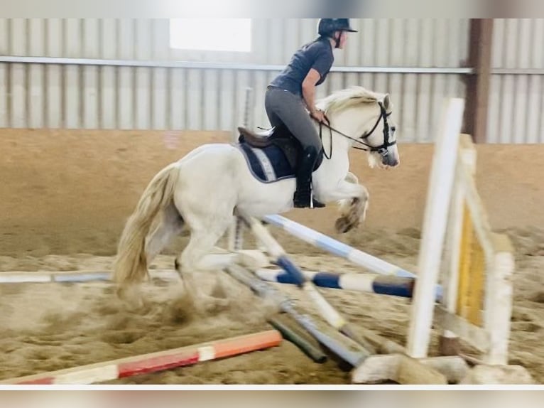 Cob Caballo castrado 4 años 136 cm Tordo in Sligo