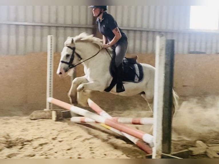 Cob Caballo castrado 4 años 136 cm Tordo in Sligo