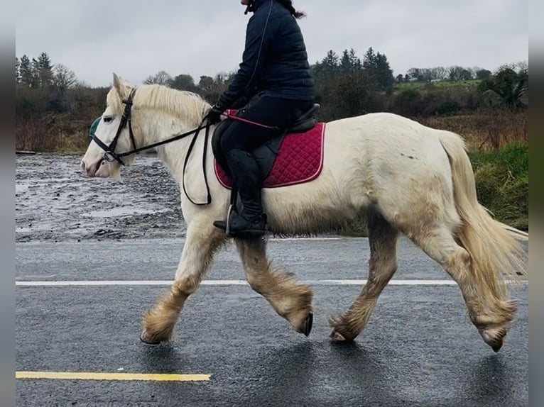 Cob Caballo castrado 4 años 138 cm Atigrado/Moteado in Sligo