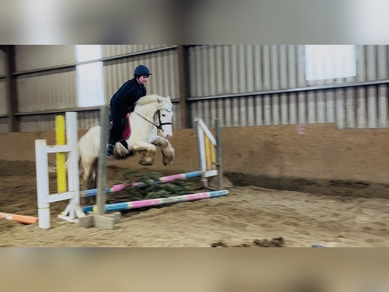 Cob Caballo castrado 4 años 138 cm Atigrado/Moteado in Sligo