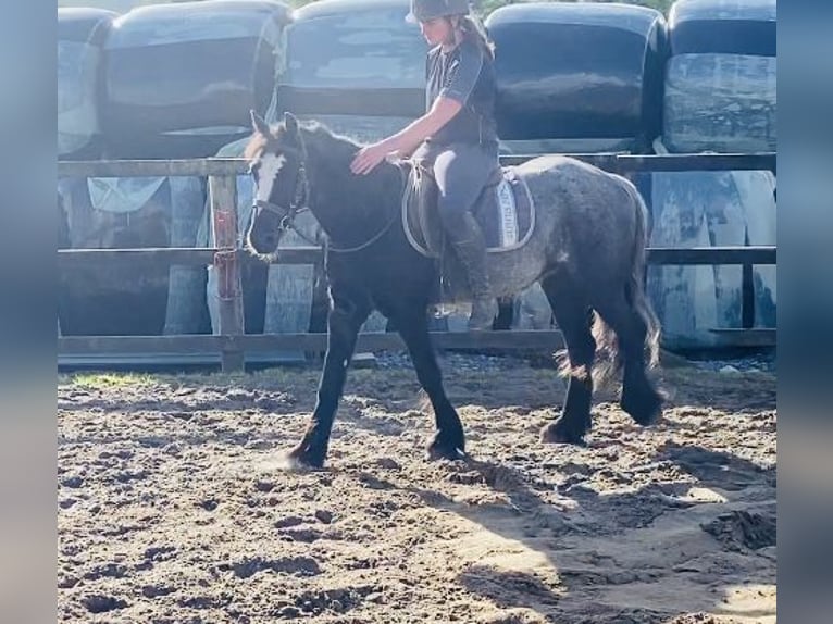 Cob Caballo castrado 4 años 138 cm Porcelana in Sligo