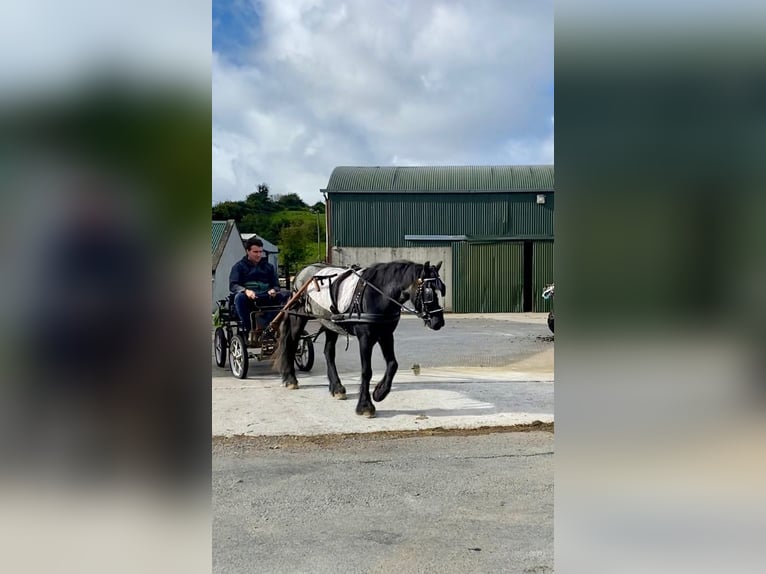 Cob Caballo castrado 4 años 138 cm Porcelana in Sligo