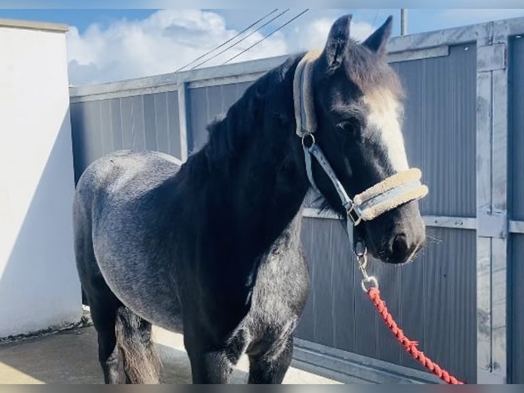 Cob Caballo castrado 4 años 138 cm Porcelana in Sligo