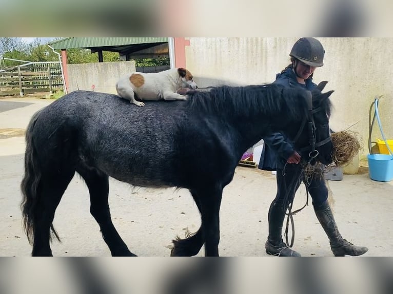 Cob Caballo castrado 4 años 138 cm Porcelana in Sligo