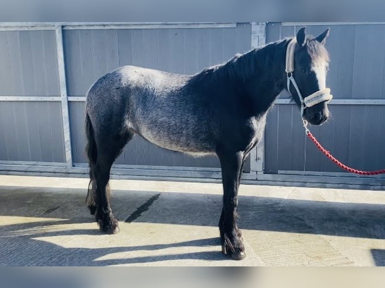 Cob Caballo castrado 4 años 138 cm Porcelana in Sligo