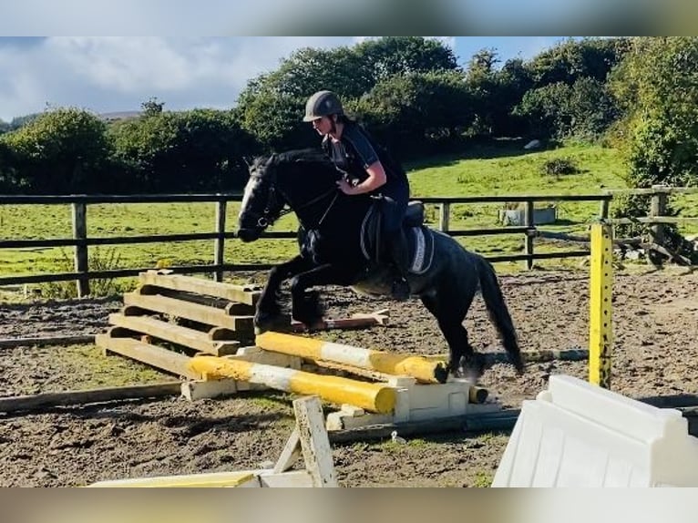 Cob Caballo castrado 4 años 138 cm Porcelana in Sligo